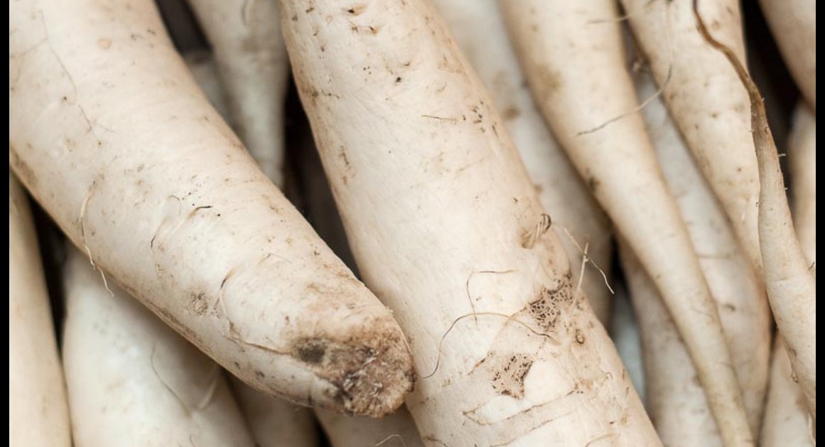Nabo Daikon – Cultivo, propiedades e consumo